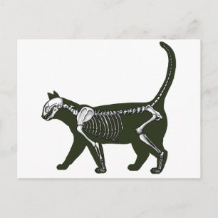 Cartão Postal Cat Skeleton