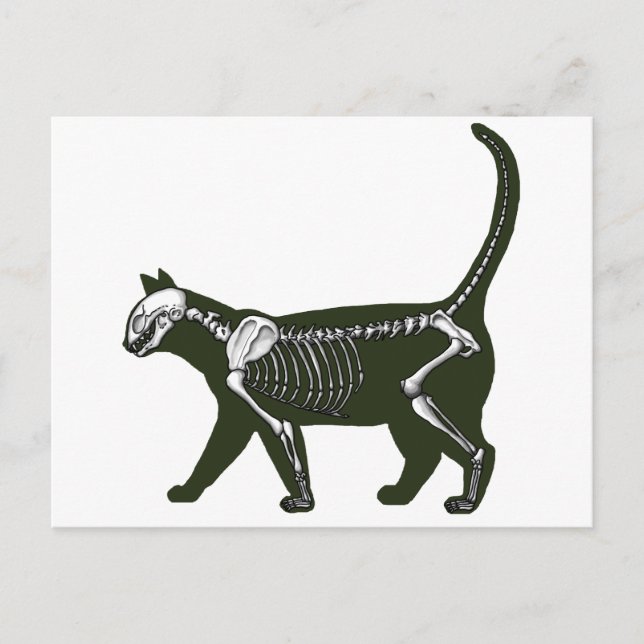 Cartão Postal Cat Skeleton (Frente)