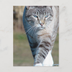 Cartão Postal Cat Walk