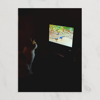 Cartão Postal Cat Who Loves His Screentime Postcard