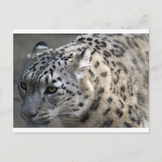 Cartão Postal Cat Wild Snow Leopard Spots Destino Natureza