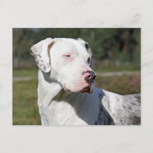 Cartão Postal catahoula
