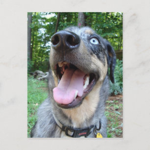 Cartão Postal Catahoula Leopard Dog Face