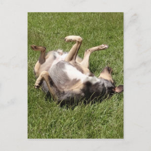 Cartão Postal Catahoula Leopard Dog Rolling in Grass