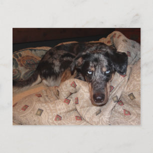 Cartão Postal Catahoula Leopard Dog Snoozing