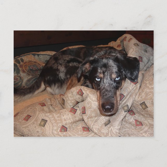 Cartão Postal Catahoula Leopard Dog Snoozing (Frente)
