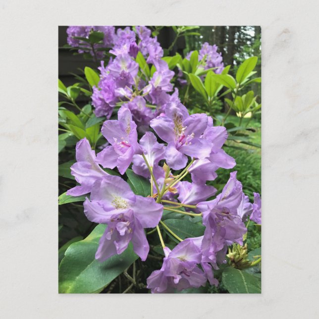 Cartão Postal Catawbiense Boursault Rhododendrons, Oregon (Frente)