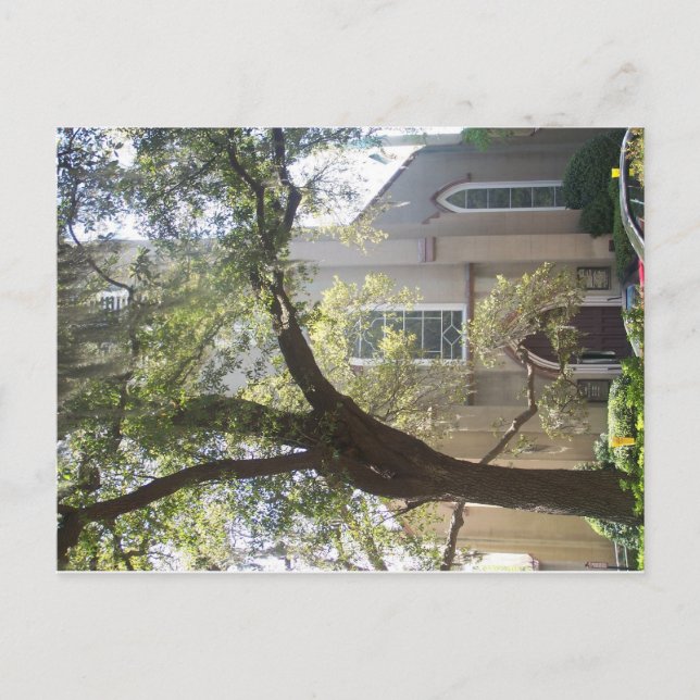 Cartão Postal Catedral de Savannah Mossy (Frente)