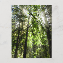 Cartão Postal Catedral - Luz solar de Grove para Posto