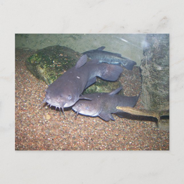 Cartão Postal Catfish fishing zoo (Frente)
