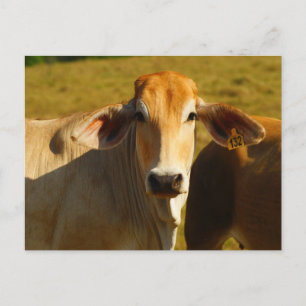 Cartão Postal Cathine, a vaca fofa