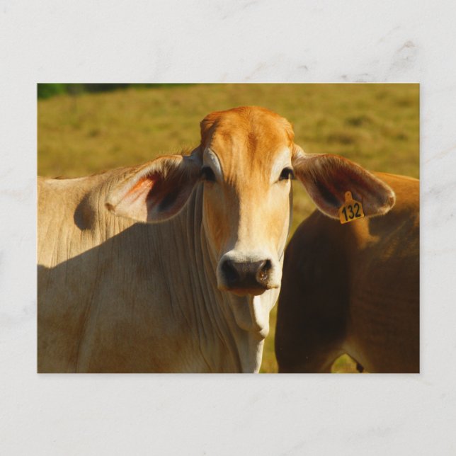 Cartão Postal Cathine, a vaca fofa (Frente)