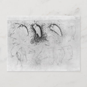 Cartão Postal Catorze furões, do Álbum de The Vallardi