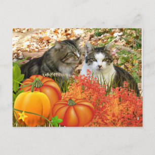Cartão Postal Cats de Estação e Bompkins