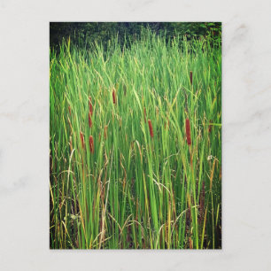Cartão Postal Cattails em Ontário, Canadá