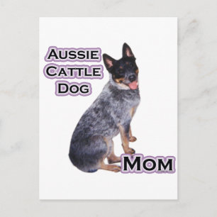 Cartão Postal Cattle Mães 4 australianos
