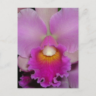 Cartão Postal Cattleya roxo