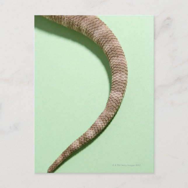 Cartão Postal Cauda do dragão barbudo (Frente)