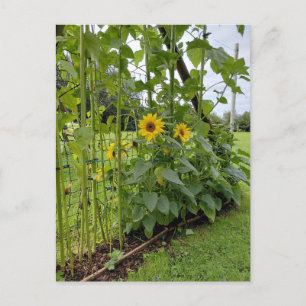 Cartão Postal Caule de girassol com flores amarelas