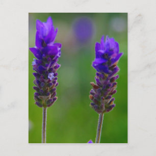 Cartão Postal caules de lavanda