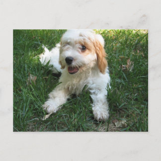 Cartão postal Cavachon, adicione sua foto de cão