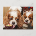 Cartão Postal Cavalier Cupcake Birthday<br><div class="desc">Here the lovely Renae takes a big lick of her birthday cupcake, while Joey looks patiently on,  waiting for his turn</div>