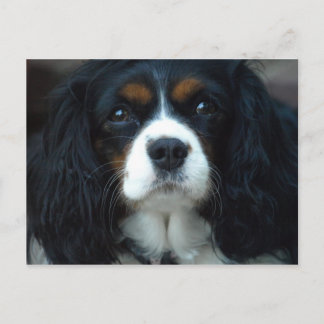 Cartão Postal Cavalier King Charles Postcard