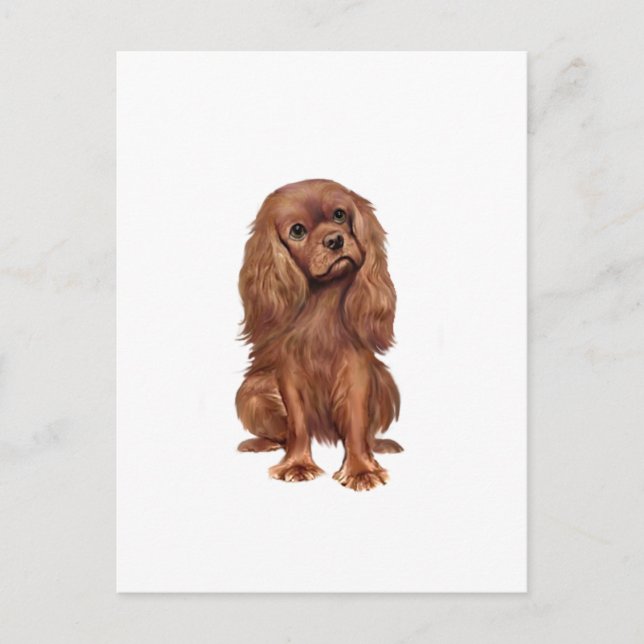 Cartão Postal Cavalier King Charles - Rubi (Frente)