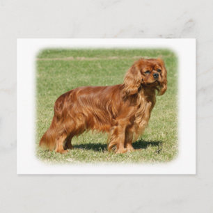 Cartão Postal Cavalier King Charles Spaniel
