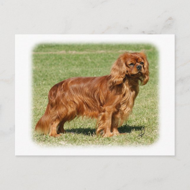 Cartão Postal Cavalier King Charles Spaniel (Frente)