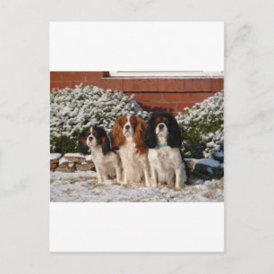 Cartão Postal Cavalier King Charles Spaniel