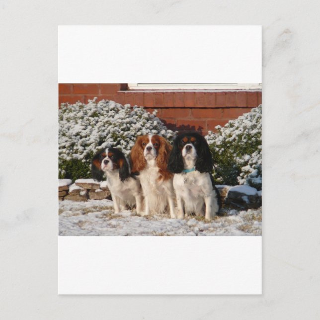 Cartão Postal Cavalier King Charles Spaniel (Frente)