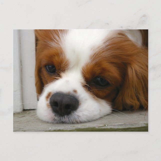Cartão Postal Cavalier King Charles Spaniel (Frente)