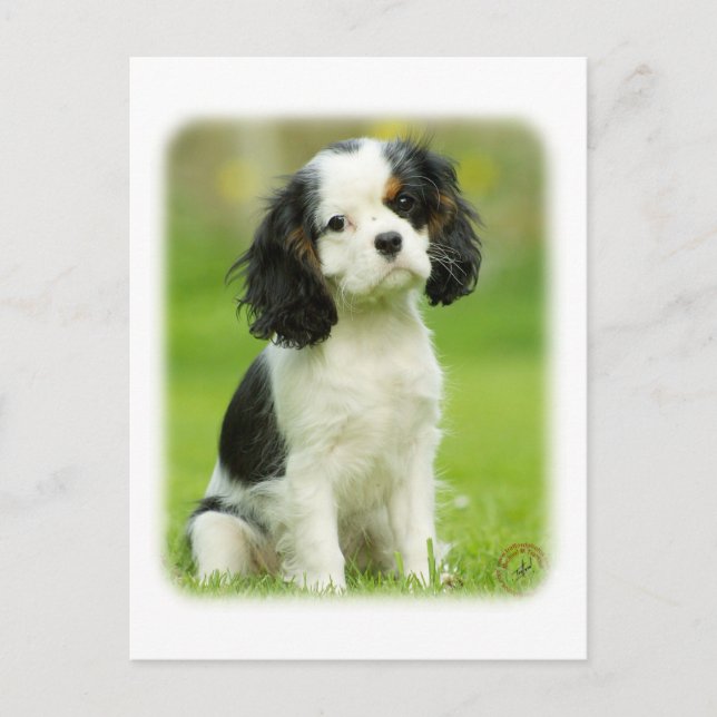Cartão Postal Cavalier King Charles Spaniel (Frente)