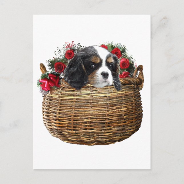 Cartão Postal Cavalier King Charles Spaniel (Frente)