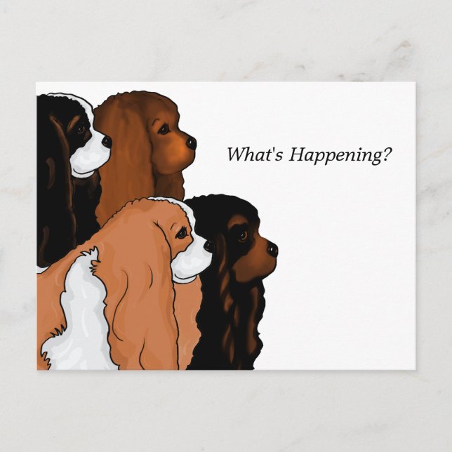 Cartão Postal Cavalier King Charles Spaniel (Frente)