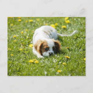 Cartão Postal Cavalier King Charles Spaniel