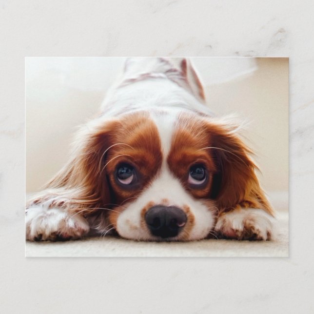 Cartão Postal Cavalier King Charles Spaniel (Frente)