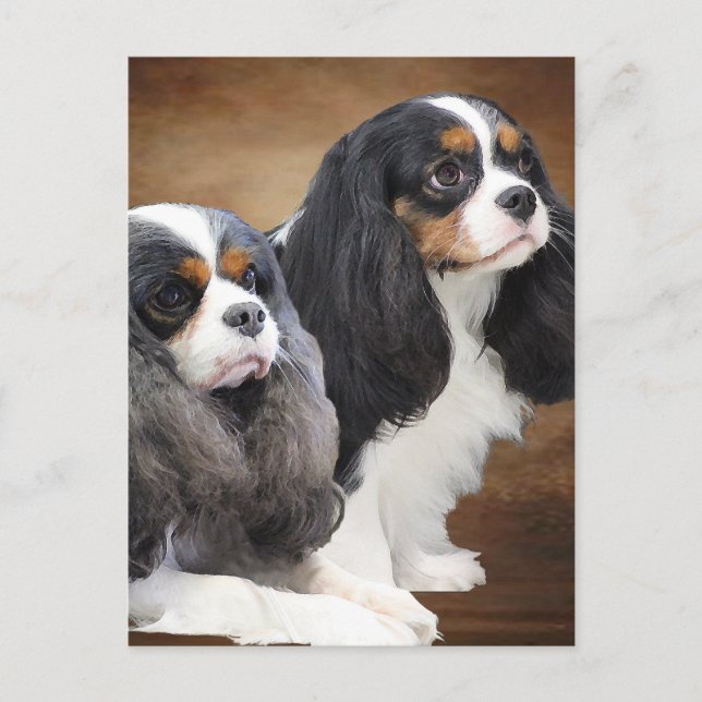 Cartão Postal Cavalier King Charles Spaniel (Frente)