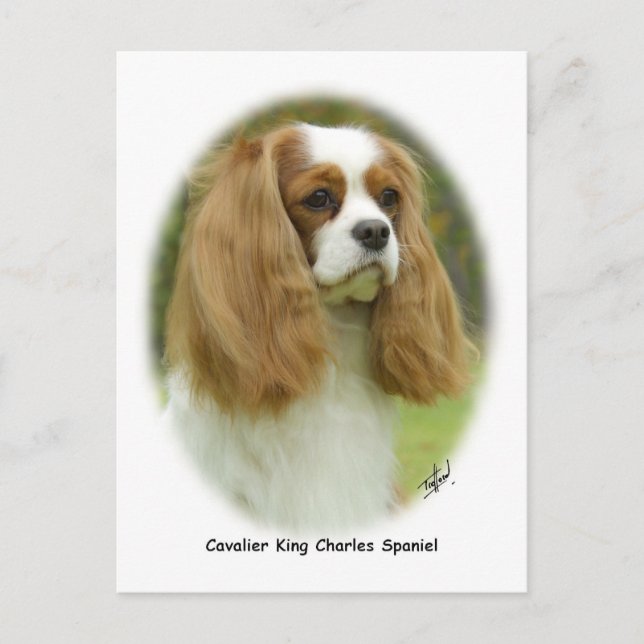 Cartão Postal Cavalier King Charles Spaniel (Frente)