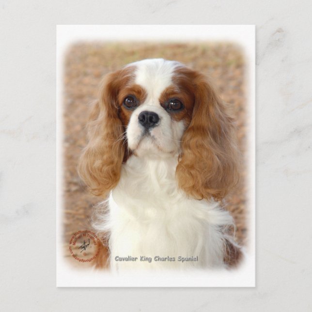 Cartão Postal Cavalier King Charles Spaniel 9L005D- 08 (Frente)