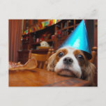 Cartão Postal Cavalier King Charles Spaniel Birthday<br><div class="desc">Renae is a Cavalier King Charles Spaniel. You will find many photographs of Renae and her son Joey in this section.Here Renae waits patiently with her pretty blue party hat on to help Joey eat up all the dog friendly delicious snacks, to celebrate his Birthday.</div>
