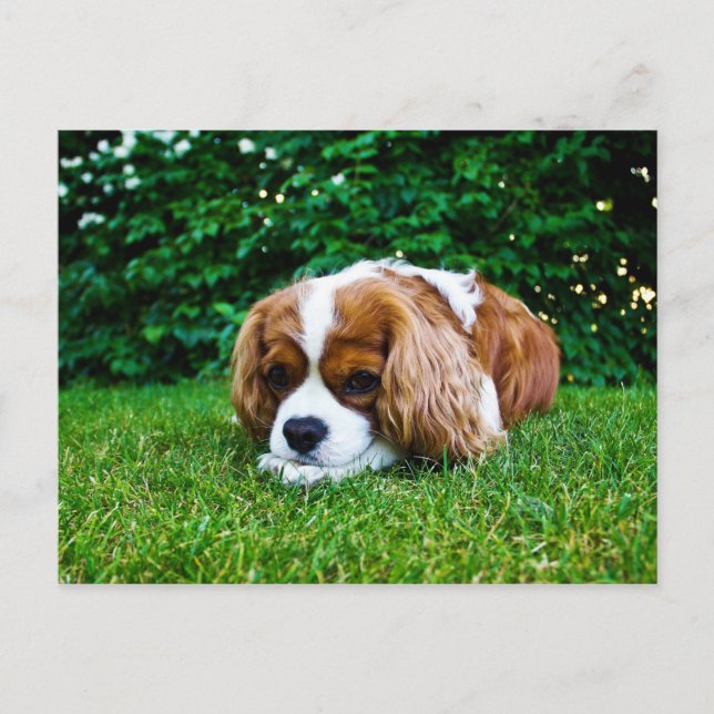 Cartão Postal Cavalier King Charles Spaniel Blenheim em Grass (Frente)
