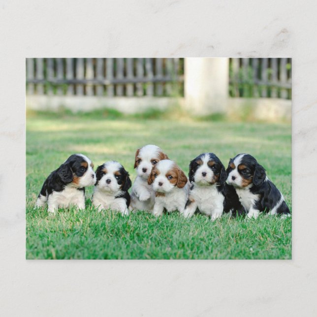 Cartão Postal Cavalier King Charles Spaniel filhotes (Frente)