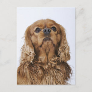 Cartão Postal Cavalier King Charles Spaniel investigando