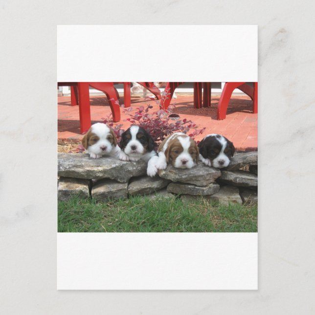 Cartão Postal Cavalier King Charles Spaniel Litter (Frente)