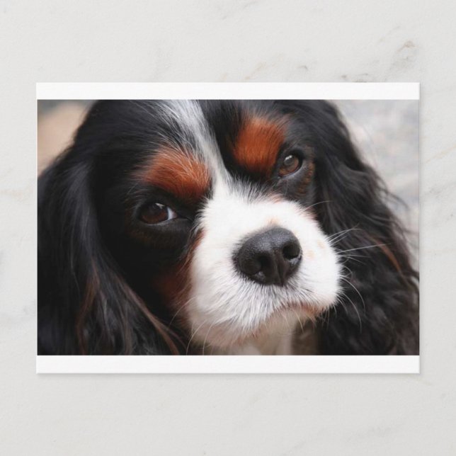 Cartão Postal Cavalier King Charles Spaniel Mãe (Frente)