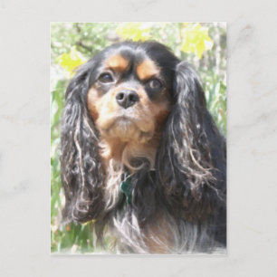Cartão Postal Cavalier King Charles Spaniel pintado