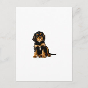 Cartão Postal Cavalier King Charles Spaniel Preto e Dourado