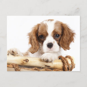 Cartão Postal Cavalier King Charles Spaniel Puppy Dog